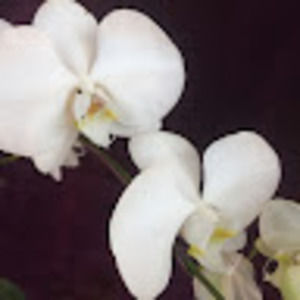 Meet your Posher, Annise